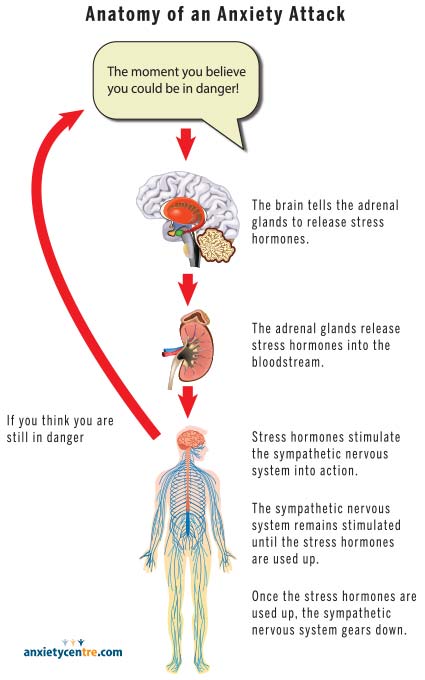 anatomy of an anxiety attack
