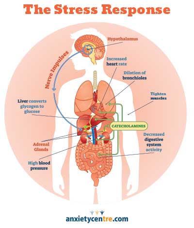 anxiety symptoms the stress response illustration