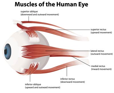 eye muscles