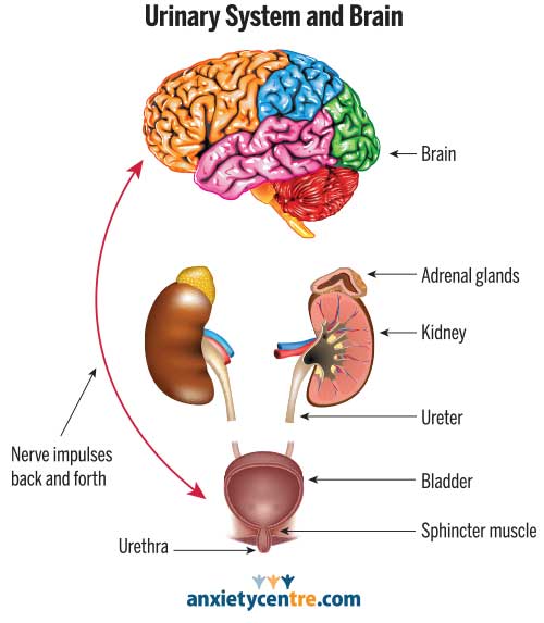 frequent urination urinary system