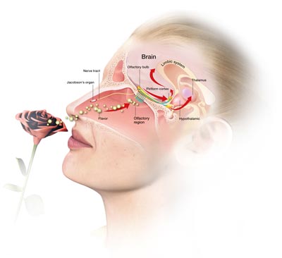 olfactory anatomy
