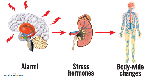 Anxiety 101 stress response illustration