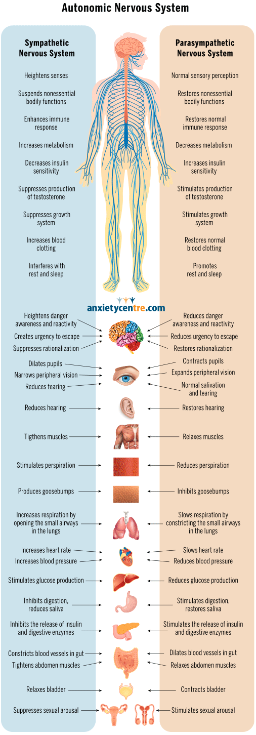 stress response and autonomic nervous system changes
