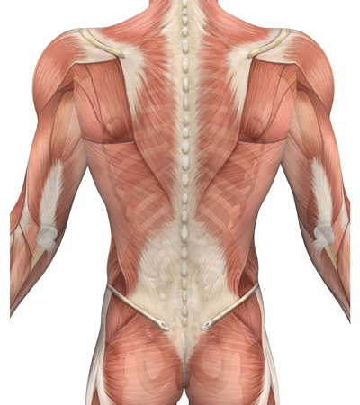 anxiety back pain muscle groups