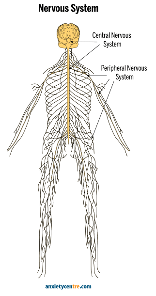 central and peripheral nervous system