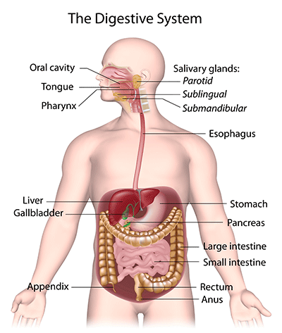 stomach and digestive system