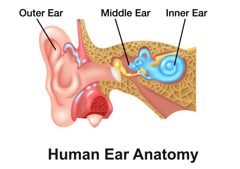 Outer Middle Inner ear diagram