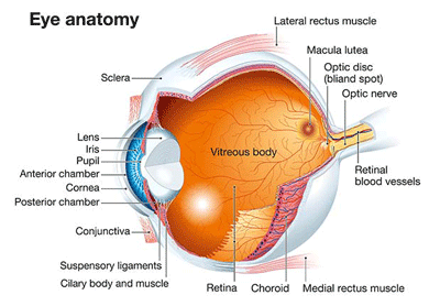 eye image