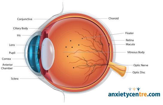 floaters eye anatomy