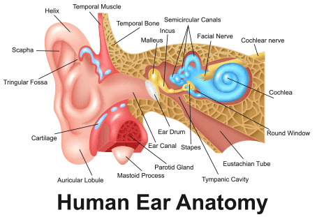 Hearing Loss, Reduced Hearing, Deafness Anxiety Symptom