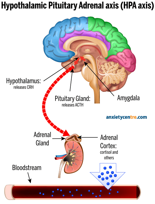 hypothalamic pituitary adrenal axis HPA axis