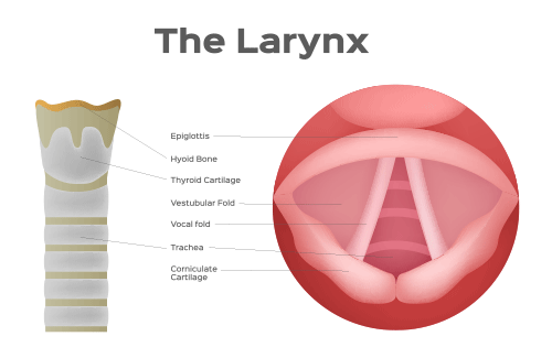 larynx