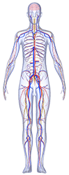 nervous system excitation dysregulation