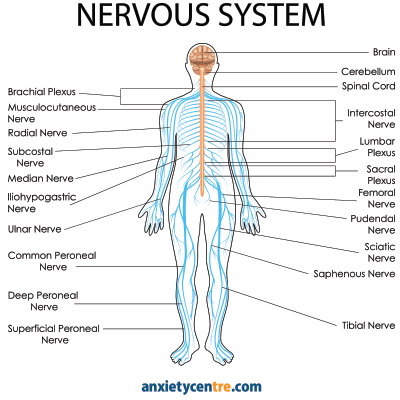 nervous system