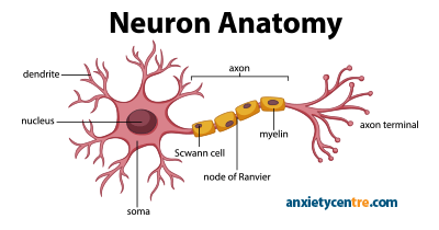 neuron anatomy