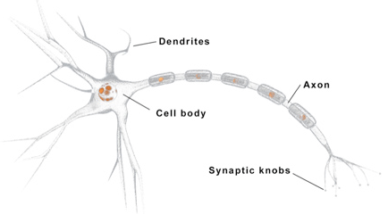 neuron