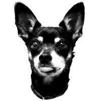 apfaffman's Repository's Icon