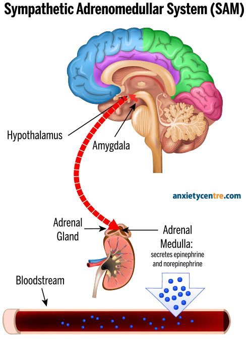 sympathetic adrenomedullar system SAM