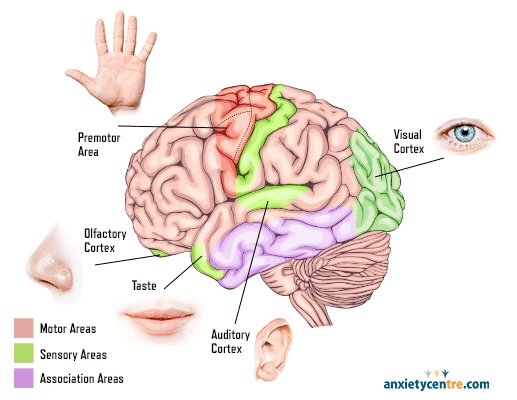 sensory system