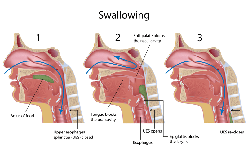 throat muscles