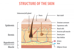 skin dermis